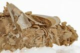 Miniature Fossil Cluster (Ammonites, Brachiopods) - France #219974-2